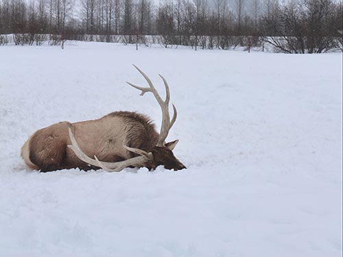 Dead deer in the snow